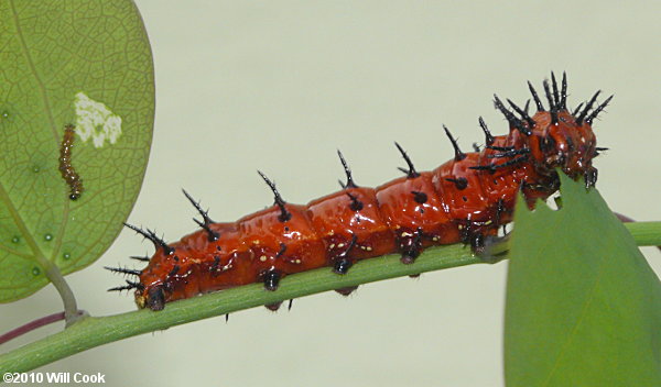 Gulf Fritillary (Agraulis vanillae)