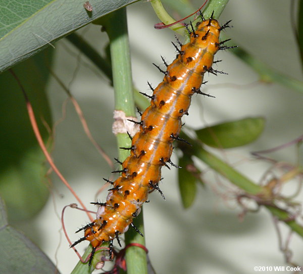 Gulf Fritillary (Agraulis vanillae)