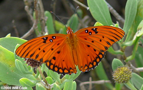 Gulf Fritillary (Agraulis vanillae)