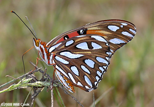 Gulf Fritillary (Agraulis vanillae)