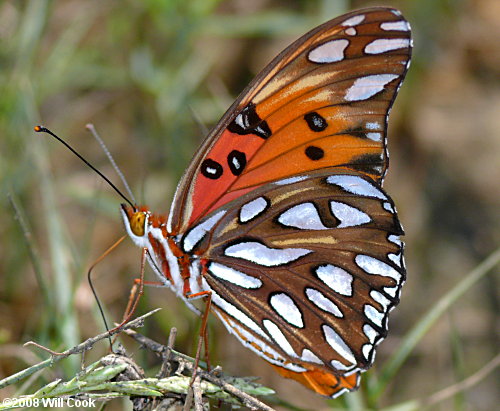 Gulf Fritillary (Agraulis vanillae)