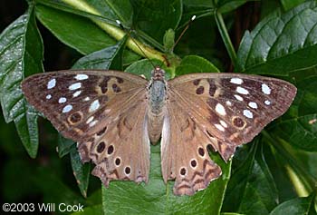 Hackberry Emperor (Asterocampa celtis)