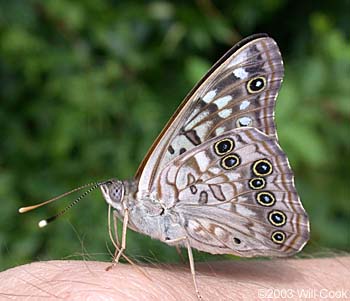 Hackberry Emperor (Asterocampa celtis)