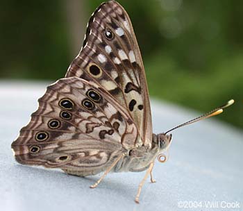 Hackberry Emperor (Asterocampa celtis)