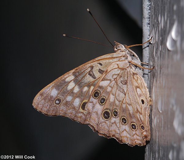 Hackberry Emperor (Asterocampa celtis)