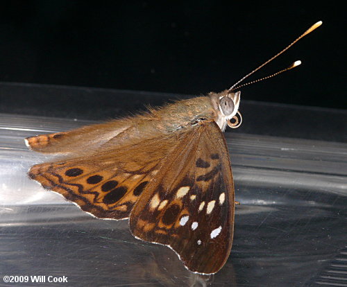 Hackberry Emperor (Asterocampa celtis)