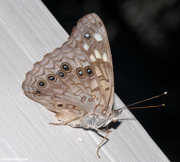 Hackberry Emperor (Asterocampa celtis)