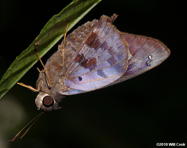 Hammock Skipper (Polygonus leo)