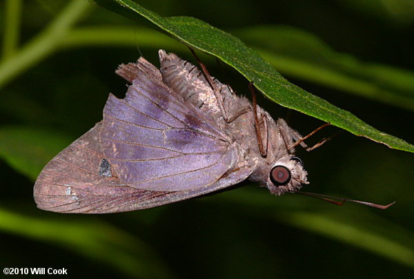 Hammock Skipper (Polygonus leo)