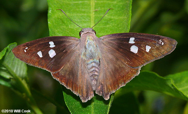 Hammock Skipper (Polygonus leo)