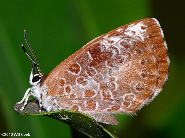 Harvester (Feniseca tarquinius)