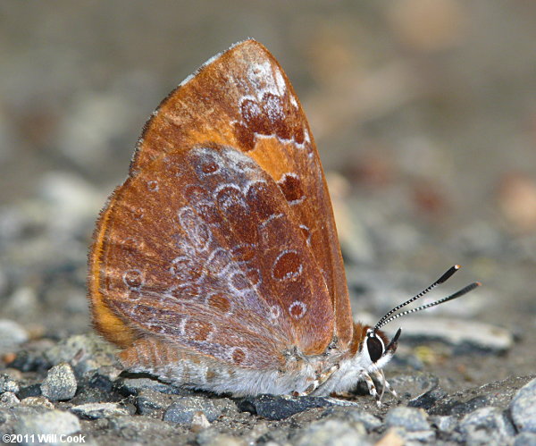 Harvester (Feniseca tarquinius)