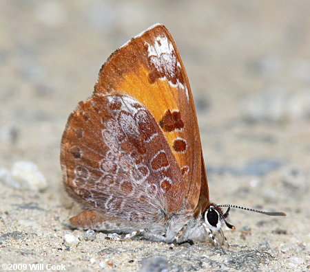 Harvester (Feniseca tarquinius)