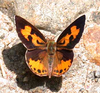 Harvester (Feniseca tarquinius)