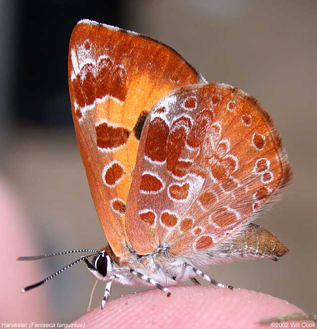 Harvester (Feniseca tarquinius)