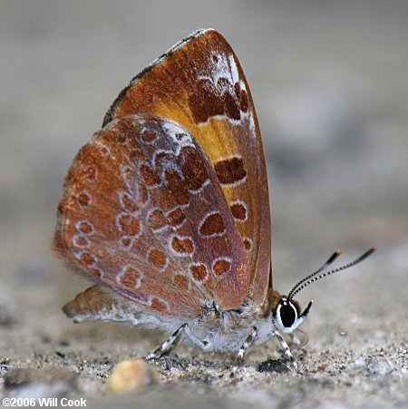 Harvester (Feniseca tarquinius)