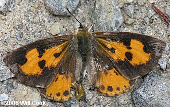 Harvester (Feniseca tarquinius)