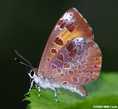 Harvester (Feniseca tarquinius)