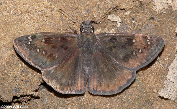 Horace's Duskywing (Erynnis horatius)