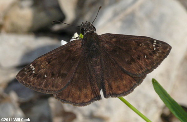 Horace's Duskywing (Erynnis horatius)