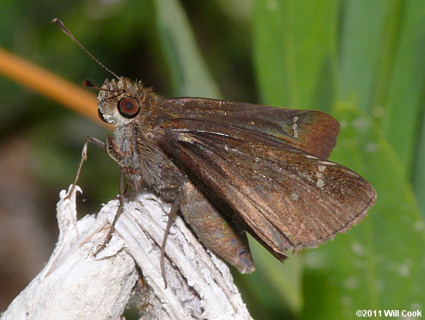 Horace's Duskywing (Erynnis horatius)