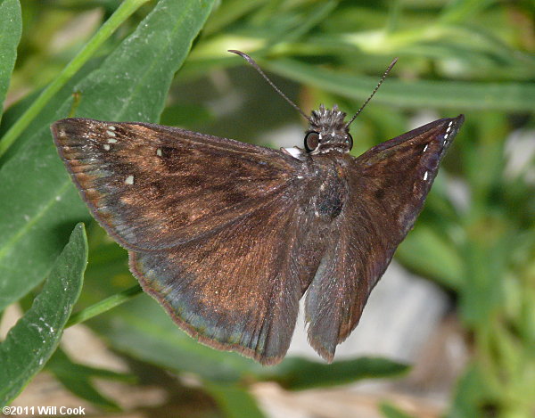 Horace's Duskywing (Erynnis horatius)