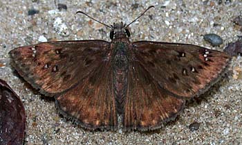 Horace's Duskywing (Erynnis horatius)