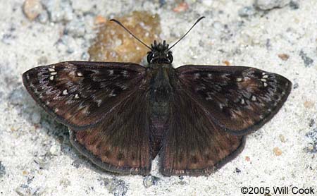 Horace's Duskywing (Erynnis horatius)