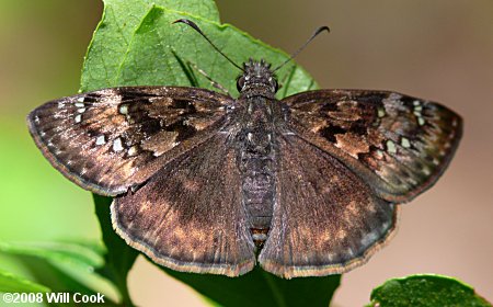 Horace's Duskywing (Erynnis horatius)