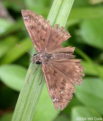 Horace's Duskywing (Erynnis horatius)