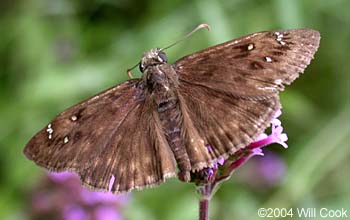 Horace's Duskywing (Erynnis horatius)