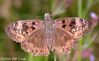 Horace's Duskywing (Erynnis horatius)