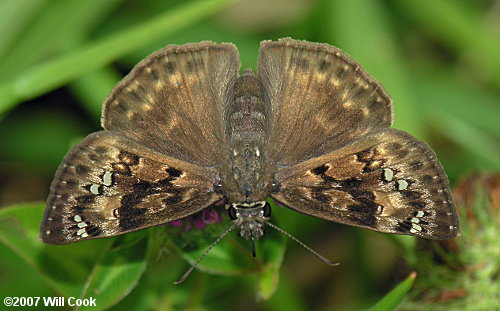 Horace's Duskywing (Erynnis horatius)