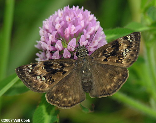 Horace's Duskywing (Erynnis horatius)