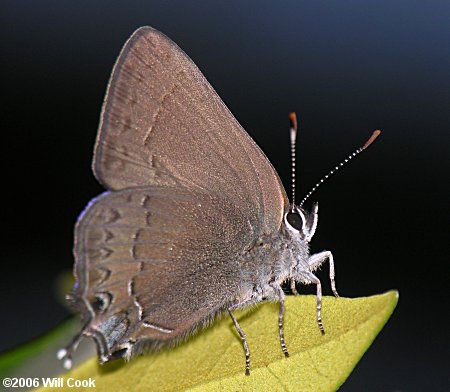 Hedgerow Hairstreak (Satyrium saepium)