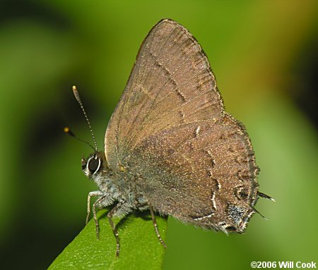 Hedgerow Hairstreak (Satyrium saepium)