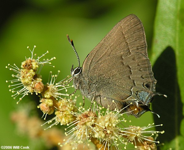 Hedgerow Hairstreak (Satyrium saepium)