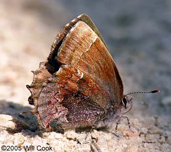 Henry's Elfin (Callophrys henrici)