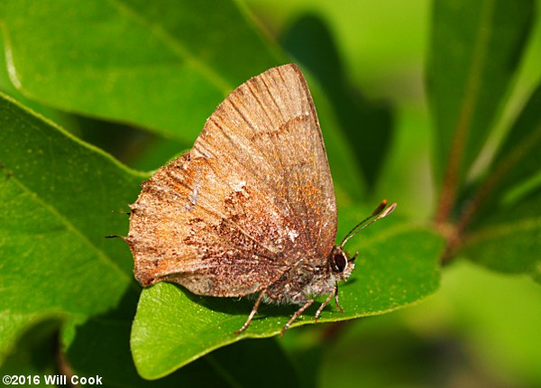 Brown Elfin (Callophrys augustinus)