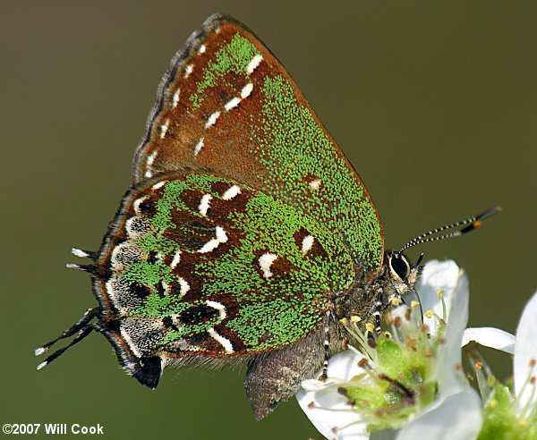 Hessel's Hairstreak (Callophrys hesseli)