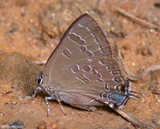 Hickory Hairstreak (Satyrium caryaevorum)