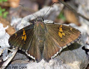 Hoary Edge (Achalarus lyciades)