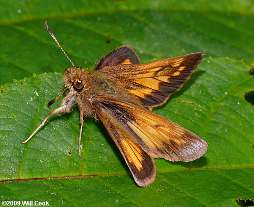 Hobomok Skipper (Poanes hobomok)