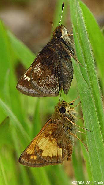 Hobomok Skipper (Poanes hobomok)