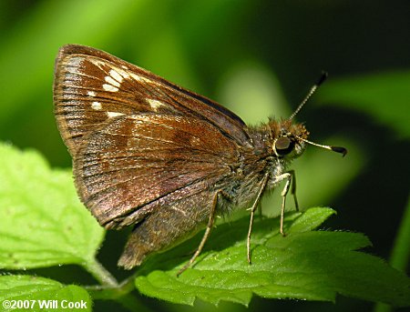 Pocahontas Hobomok Skipper (Poanes hobomok)