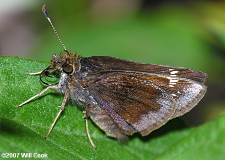 Pocahontas Hobomok Skipper (Poanes hobomok)