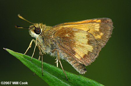 Hobomok Skipper (Poanes hobomok)