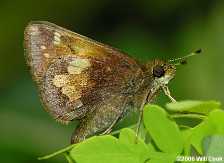 Hobomok Skipper (Poanes hobomok)