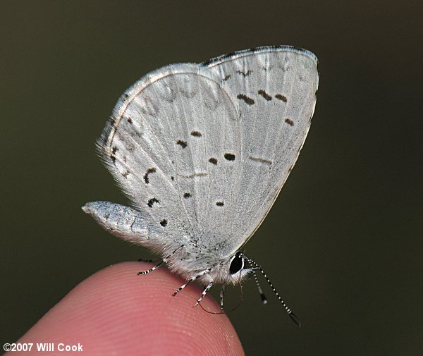 Atlantic Holly Azure (Celastrina idella)