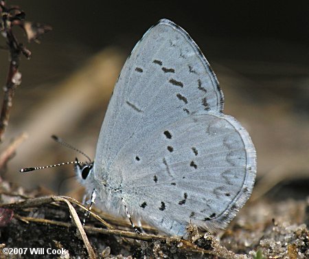 Atlantic Holly Azure (Celastrina idella)